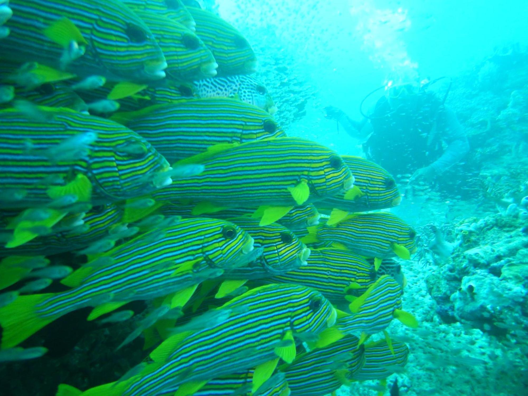 Villa Raja Ampat Blue Sea Besir Esterno foto