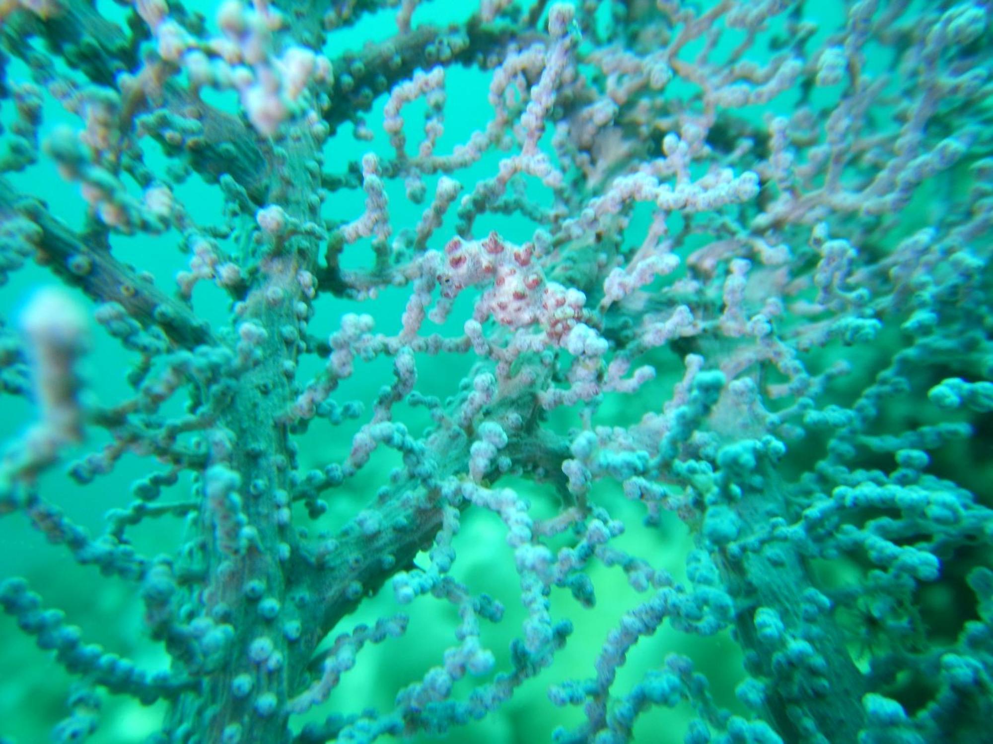 Villa Raja Ampat Blue Sea Besir Esterno foto