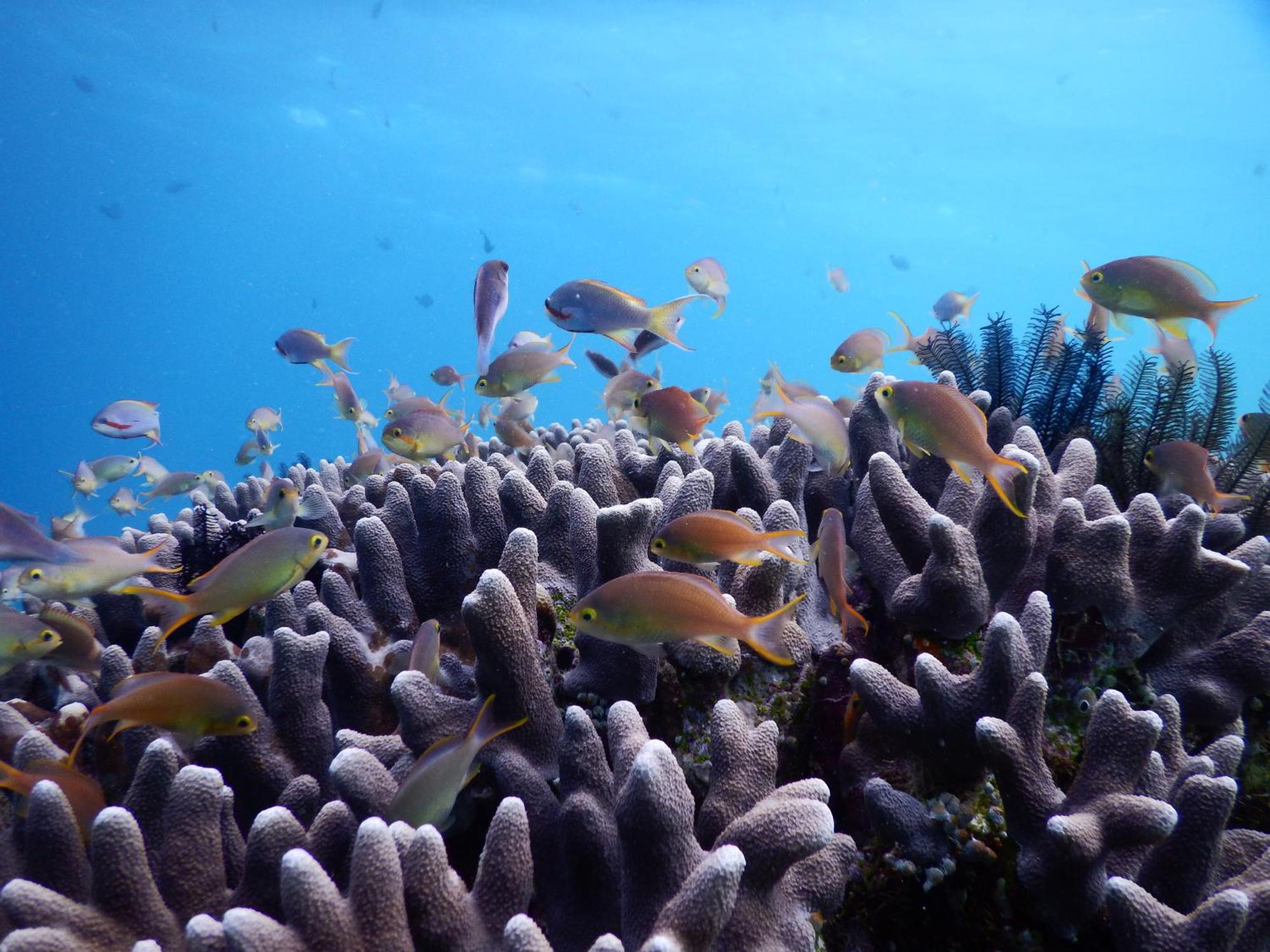 Villa Raja Ampat Blue Sea Besir Esterno foto
