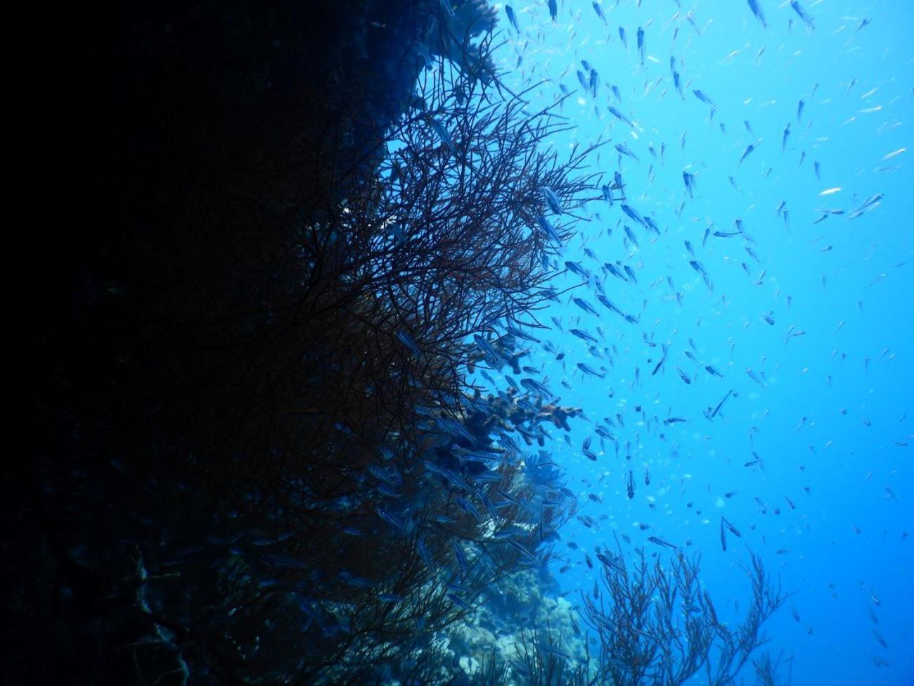 Villa Raja Ampat Blue Sea Besir Esterno foto